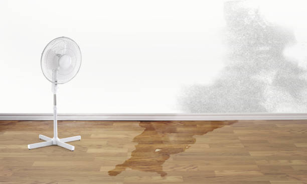 Best 24-hour water damage restoration  in Roebling, NJ